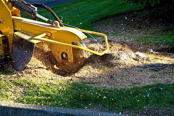 Trusted Gillette, NJ Tree Services Experts